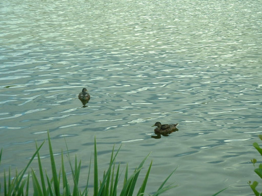 345901 (a): :1024x768